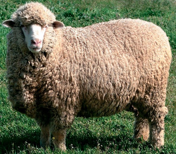 Мериносовая шерсть: свойства в одежде и как выбирать Мериносовая шерсть: свойства в одежде и как выбирать