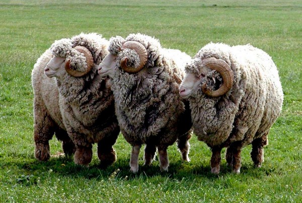 Мериносовая шерсть: свойства в одежде и как выбирать Мериносовая шерсть: свойства в одежде и как выбирать