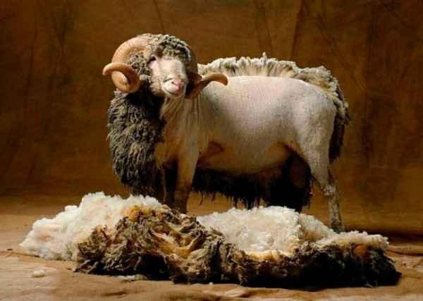 Мериносовая шерсть: свойства в одежде и как выбирать Мериносовая шерсть: свойства в одежде и как выбирать