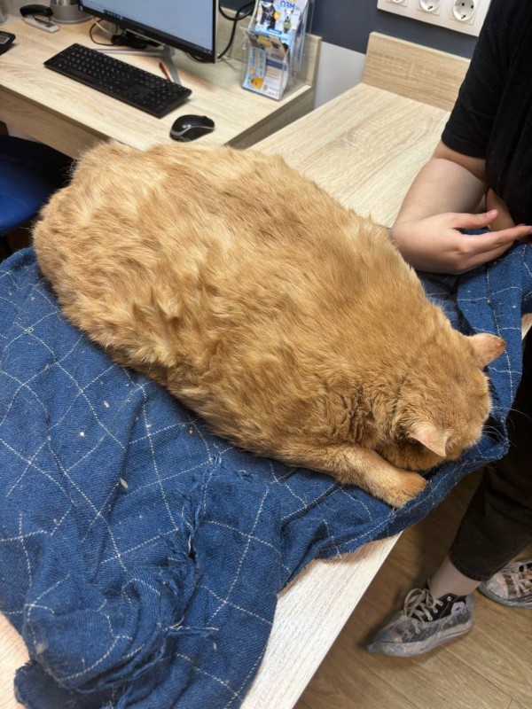 Бездомного кота откормили до 17 кг, он не может ходить