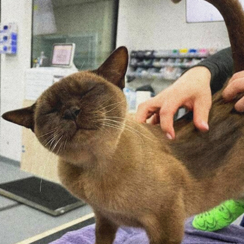 Этот кот пережил часовую стирку в машинке